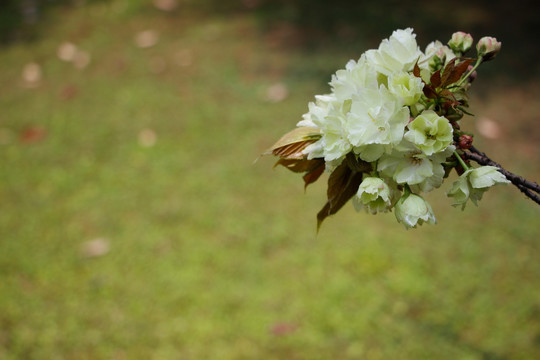 一束粉白色樱花