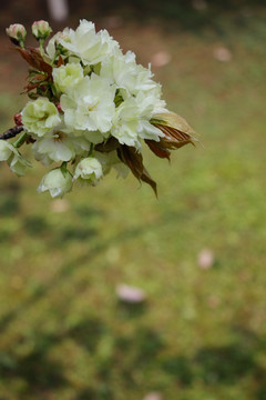 一束粉白色樱花