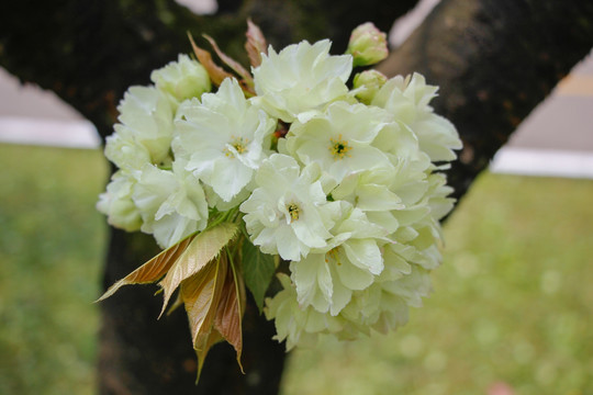 一束粉白色樱花