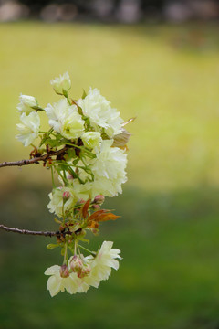 一束粉白色樱花