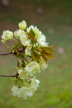 一束粉白色樱花