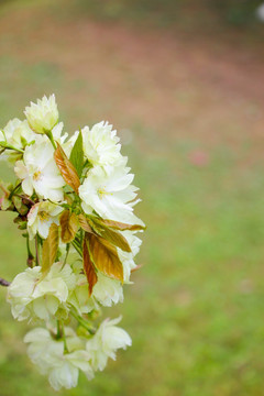 一束粉白色樱花