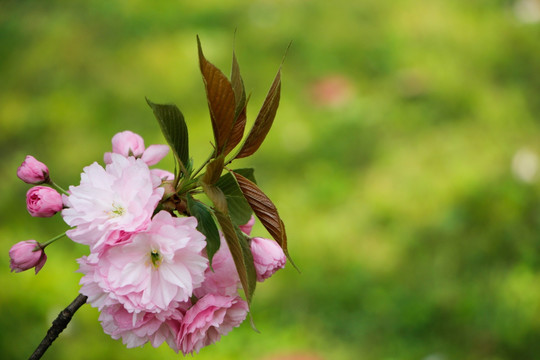 一束淡雅的樱花