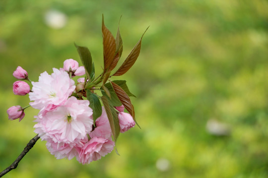 一束淡雅的樱花