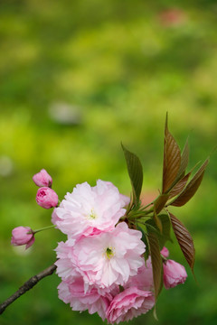 一束淡雅的樱花