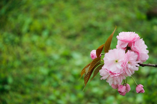 一束淡雅的樱花