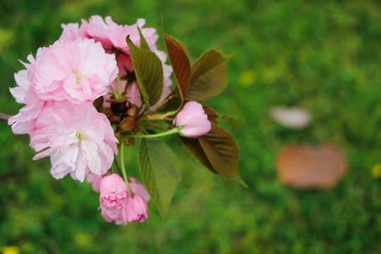 一束淡雅的樱花