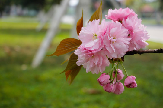 一束淡雅的樱花