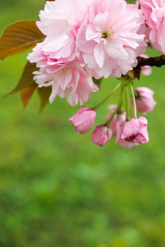 一束淡雅的樱花