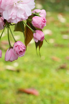 一束淡雅的樱花