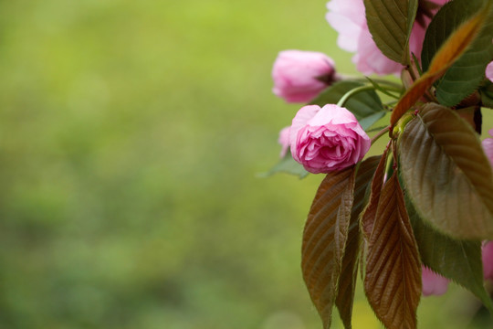 一束淡雅的樱花