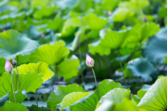 广西大学 荷花