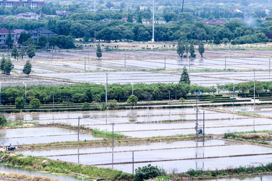 水稻田 