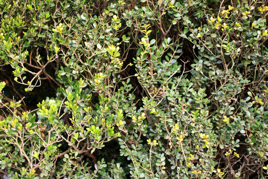 植物墻 植物 背景墻 葉