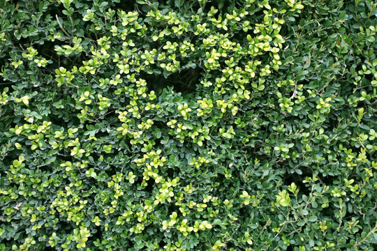 植物墻