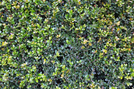 植物墻 植物 背景墻 葉