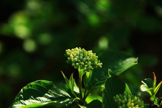 丁香花