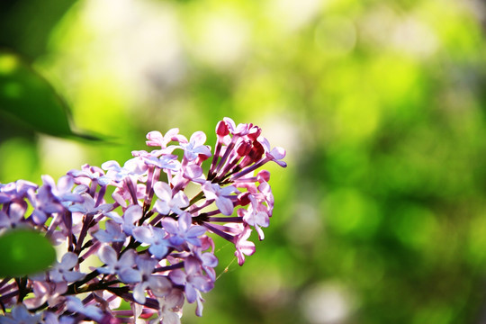 丁香花