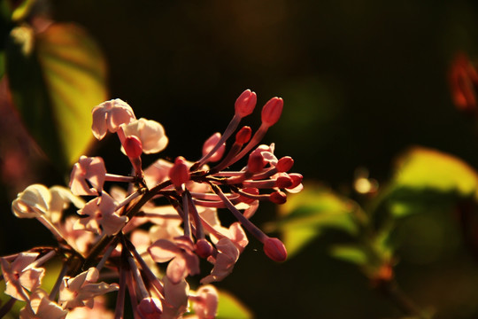 丁香花