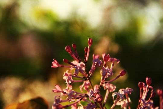 丁香花