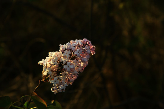 丁香花