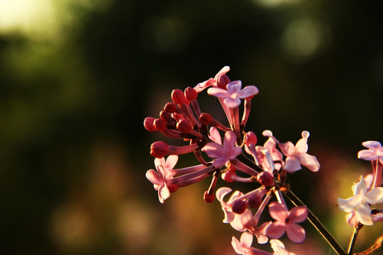 丁香花