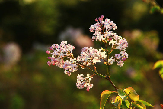 丁香花