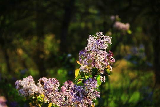 丁香花