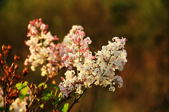 丁香花