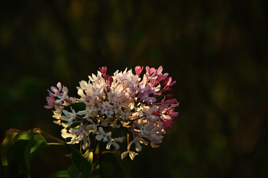 丁香花