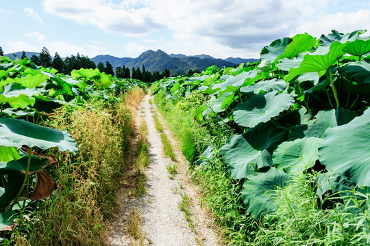 荷塘小路