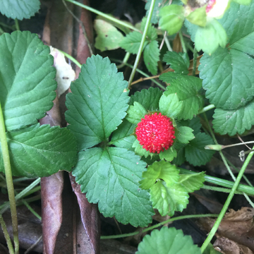 野草莓 