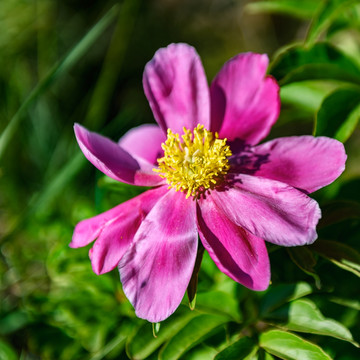 芍药花