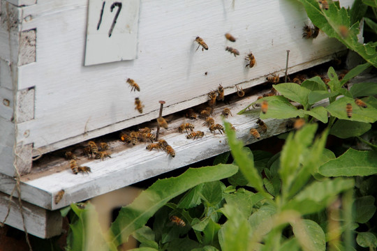 蜜蜂 蜂巢 蜂窝 授粉 蜂群