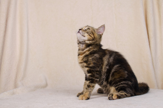 虎斑貓 Tabby