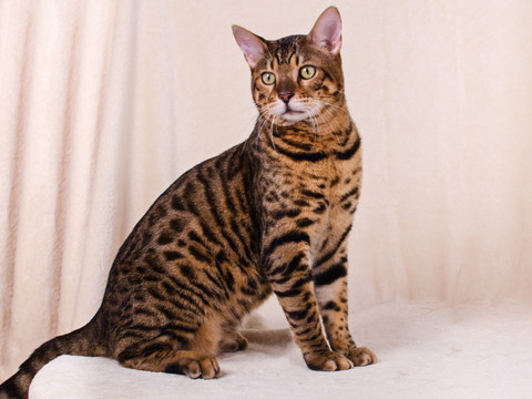 孟加拉豹猫 bengalcat