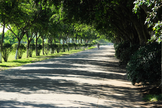 林荫小路