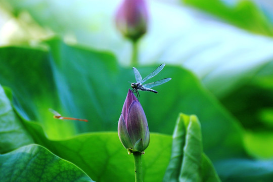 荷花