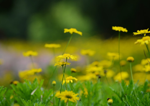 野菊花 背景素材