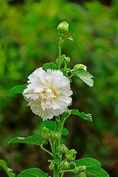 芙蓉花 白色芙蓉花