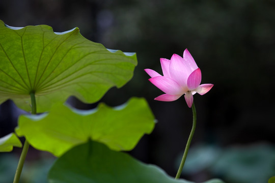 荷花莲花夏荷