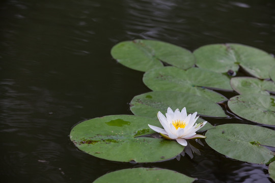 睡莲莲花