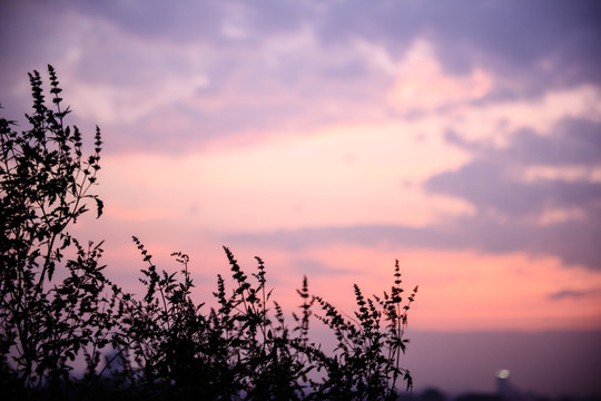 景山夕阳