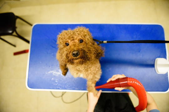 巨型贵宾犬