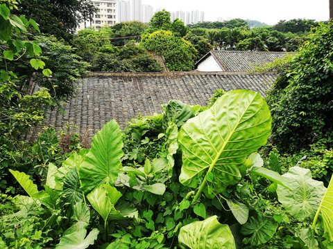 高清拍摄绿色大自然植物