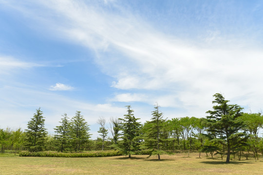 天空 蓝天 树林