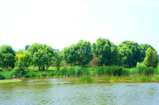 綠樹風(fēng)景