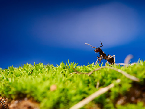 蚂蚁Ant