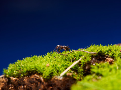 蚂蚁ant089