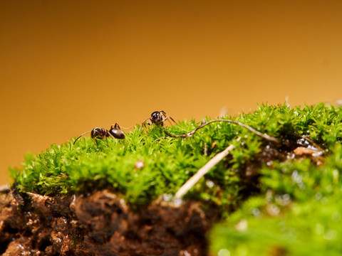 蚂蚁ant092
